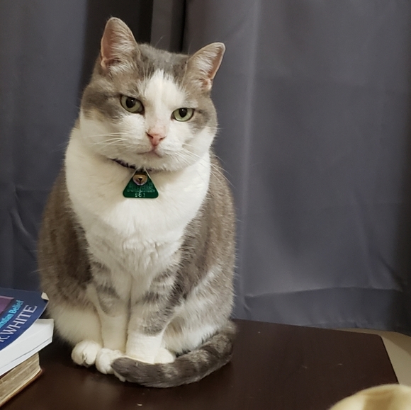 Meet my fur babies - Picture 3 of 3